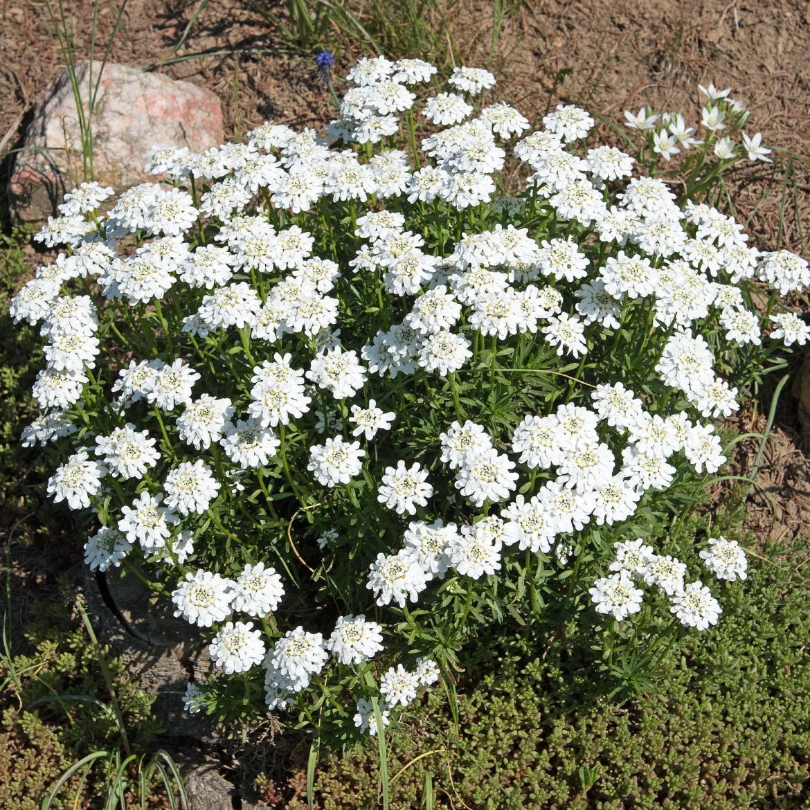 Corbeille d'argent Schneeflocke - Iberis - Tapis blanc en avril