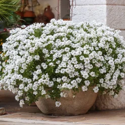 Corbeille d'argent Schneeflocke - Iberis - Tapis blanc en avril