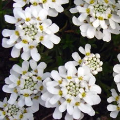 Corbeille d'argent - Un tapis blanc dès le printemps