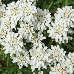 Corbeille d'argent - Un tapis blanc dès le printemps