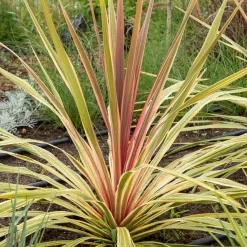 Cordyline australe Can Can® - Un air d'exotisme facile