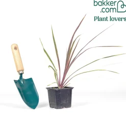 Cordyline australe Can Can® - Un air d'exotisme facile