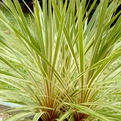 Cordyline australe Fantasy ® - Feuillage tropical toute l'année
