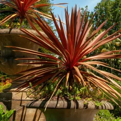 Cordyline australe Red Star - Un air d'exotisme instantané
