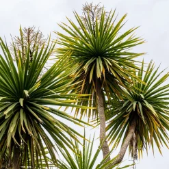 Cordyline australe - Un air d'exotisme facile