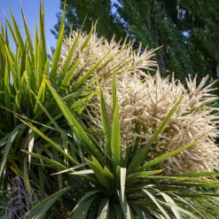 Cordyline australe - Un air d'exotisme facile