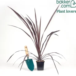 Cordyline australis Burgundy Spire® - Le rouge exotique toute l'année