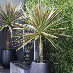 Cordyline australis Choc-Mint® - Chocolat et menthe au jardin