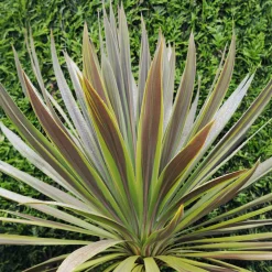 Cordyline australis Choc-Mint® - Chocolat et menthe au jardin