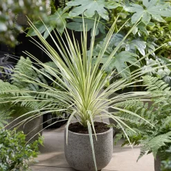 Cordyline australis Lime Passion® - Une touche exotique lumineuse