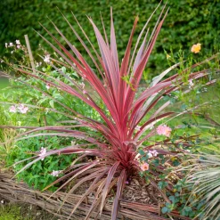 Cordyline australis Pink Passion® - L'expat tropicale de la terrasse