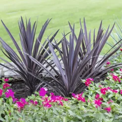 Cordyline australis Red Sensation® - Le rouge qui change tout