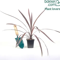 Cordyline australis Red Sensation® - Le rouge qui change tout