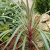 Cordyline australis Sundance® - L'exotisme sans effort