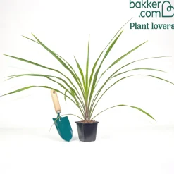 Cordyline australis Sundance® - L'exotisme sans effort