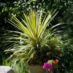 Cordyline australis Torbay Dazzler® - Effet exotique toute l'année