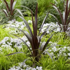 Cordyline obtecta Super Star ® - Le feuillage exotique facile
