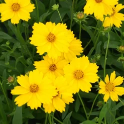 Coreopsis grandiflora Etoile d'Or - Du jaune tout l'été