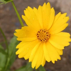 Coreopsis grandiflora Etoile d'Or - Du jaune tout l'été
