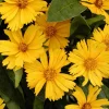 Coreopsis lancéolée Goldfink - Du jaune tout l'été