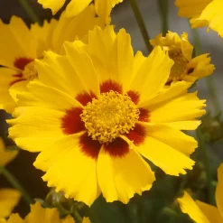 Coreopsis - Oeil de jeune fille - Du jaune tout l'été
