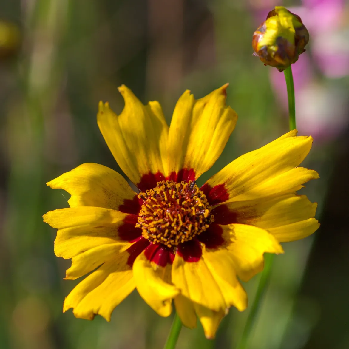 Coreopsis - Oeil de jeune fille - Du jaune tout l'été