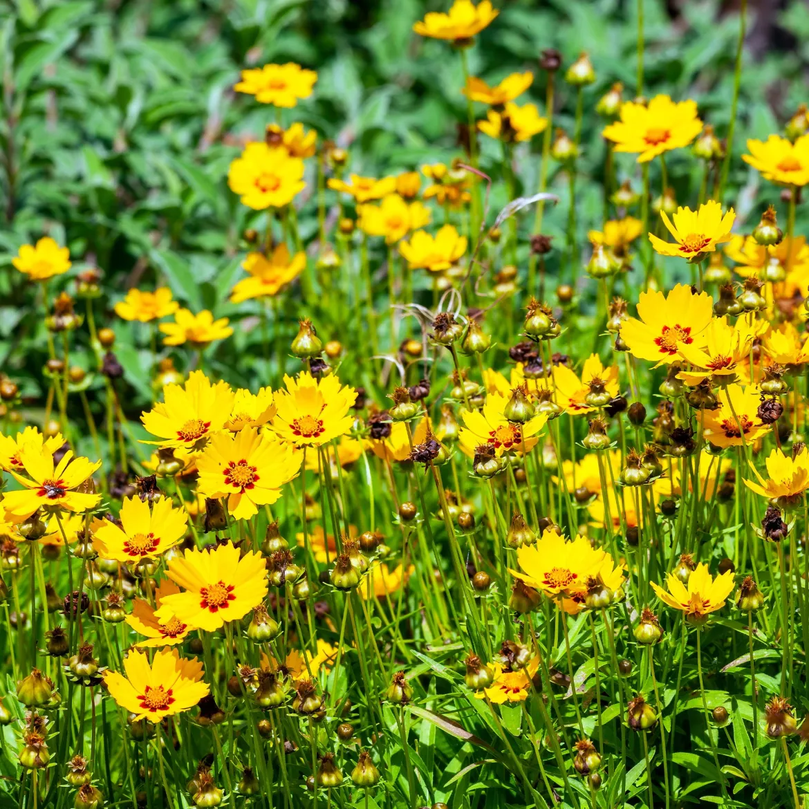 Coreopsis - Oeil de jeune fille - Du jaune tout l'été