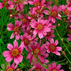 Coreopsis rose Heaven's gate - Un tapis rose tout l'été