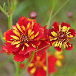 Coreopsis Roulette - Un massif rouge tout l'été