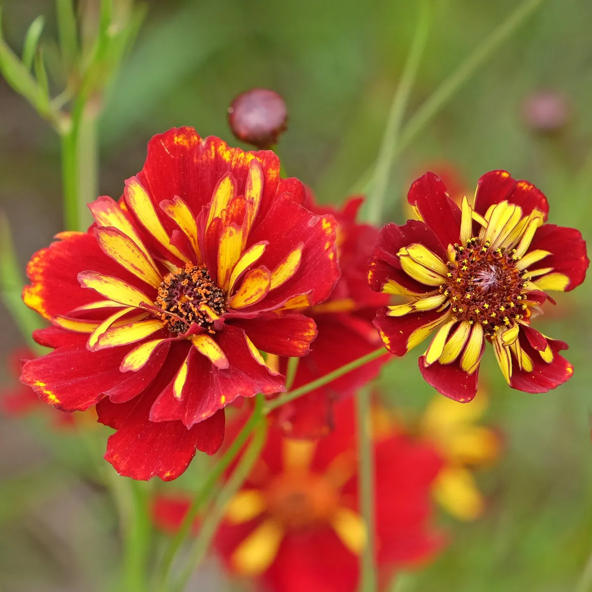 Coreopsis Roulette - Un massif rouge tout l'été