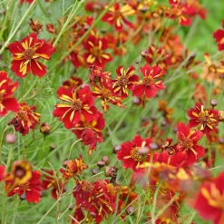 Coreopsis Roulette - Un massif rouge tout l'été
