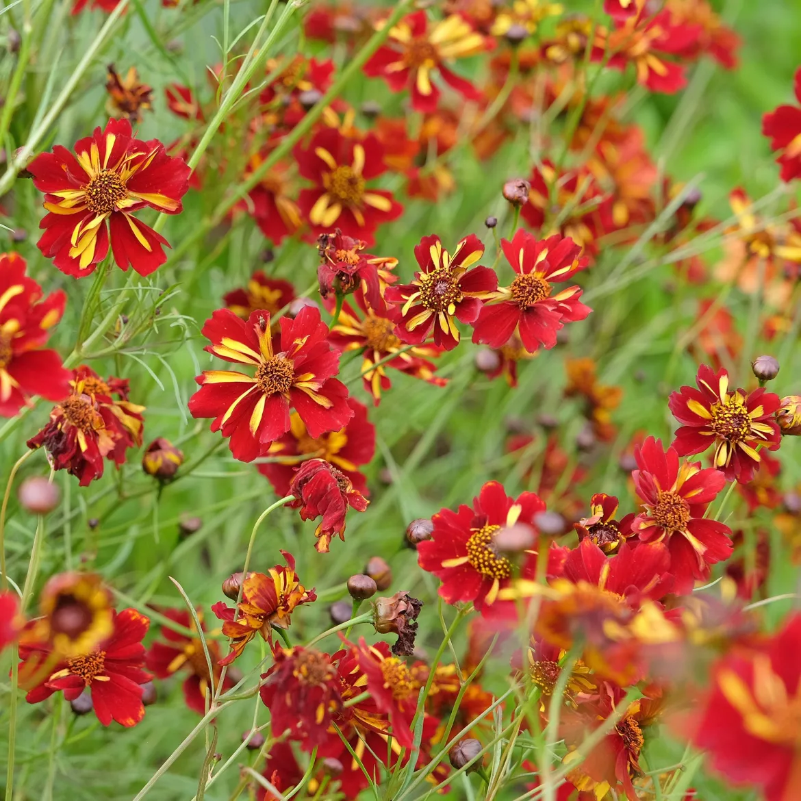 Coreopsis Roulette - Un massif rouge tout l'été