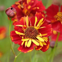 Coreopsis Roulette - Un massif rouge tout l'été