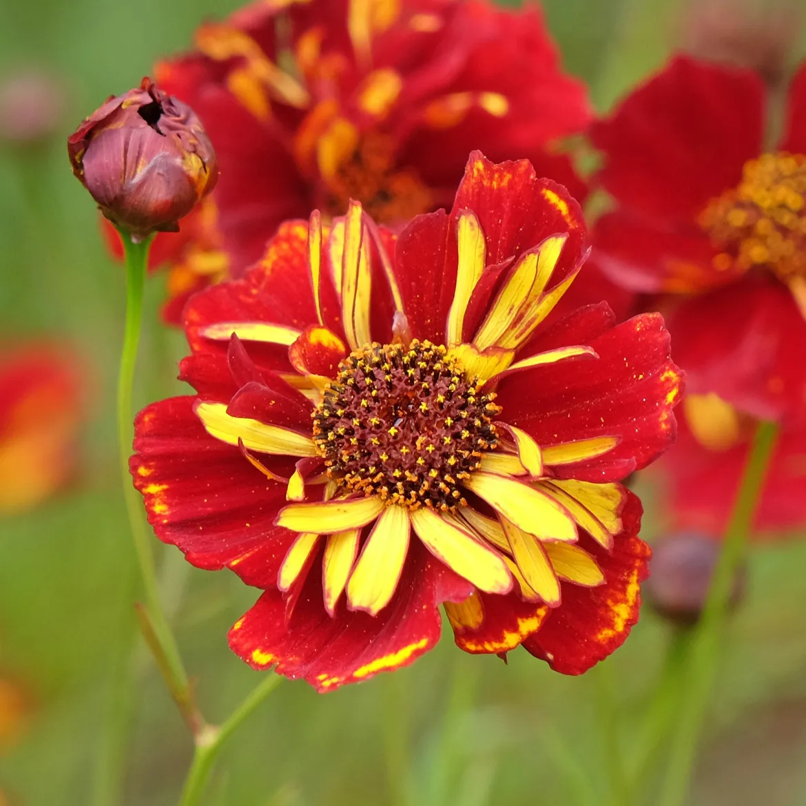 Coreopsis Roulette - Un massif rouge tout l'été