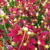 Coreopsis verticillé Red Satin - Des fleurs tout l'été