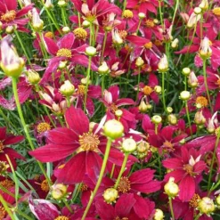 Coreopsis verticillé Red Satin - Des fleurs tout l'été