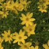 Coreopsis verticillé Zagreb - Un tapis d'or tout l'été