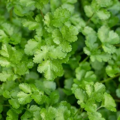 Coriandre a graine fine lente à monter - Récoltez frais tout l'été