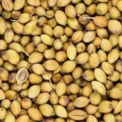Coriandre a graine fine lente à monter - Récoltez frais tout l'été