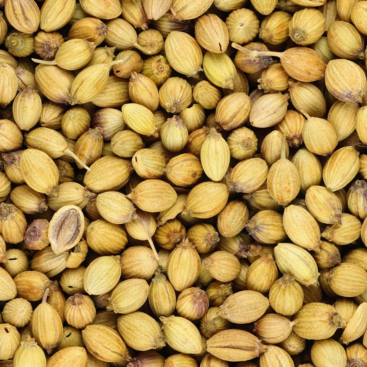 Coriandre a graine fine lente à monter - Récoltez frais tout l'été