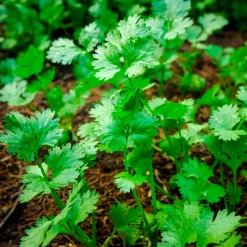 Coriandre a graine fine lente à monter - Récoltez frais tout l'été