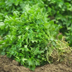Coriandre a graine fine lente à monter - Récoltez frais tout l'été