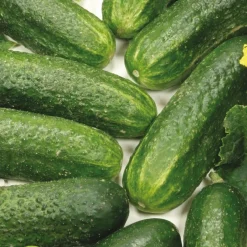 Cornichon Diamant F1 Bio - Croquant et récolte facile