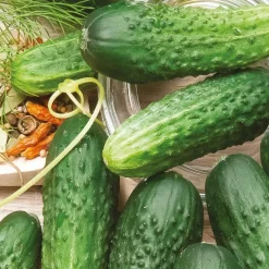 Cornichon Hokus Bio - Récolte croquante tout l'été