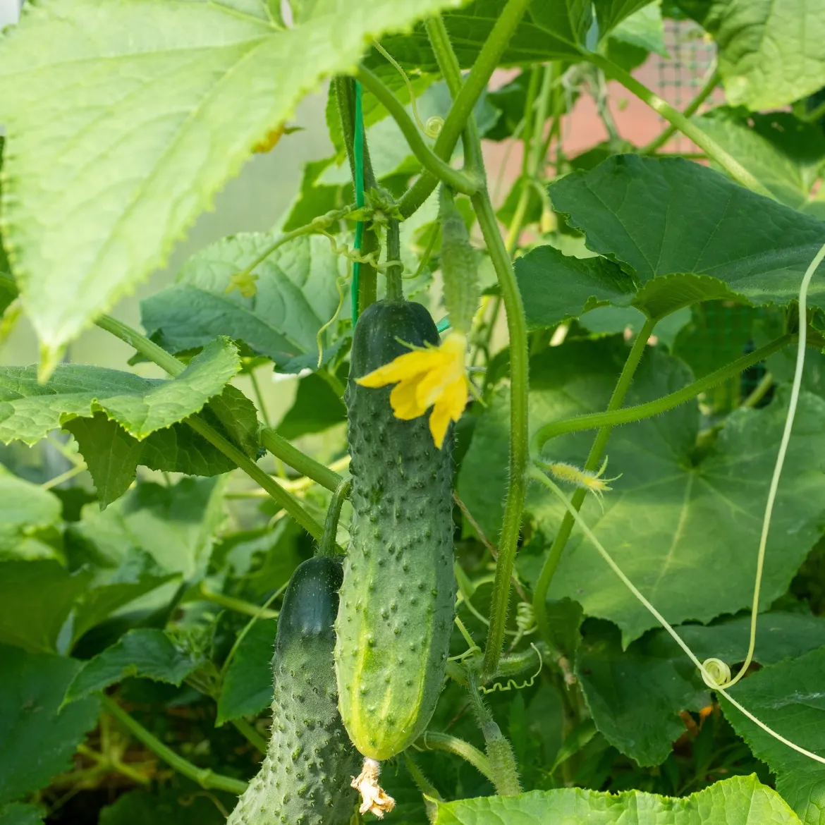 Cornichon Regal F1 - Croquants et sans amertume