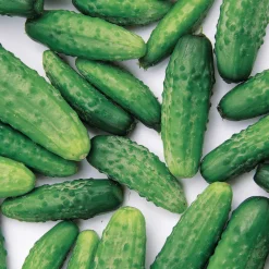 Cornichon Regal F1 - Croquants et sans amertume
