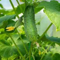 Cornichon Regal F1 - Croquants et sans amertume