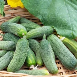 Cornichon Vert Petit de Paris - Croquant garanti au jardin
