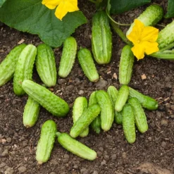 Cornichon Vert Petit de Paris - Croquant garanti au jardin