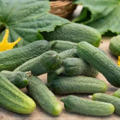 Cornichon Vert Petit de Paris - Croquant garanti au jardin